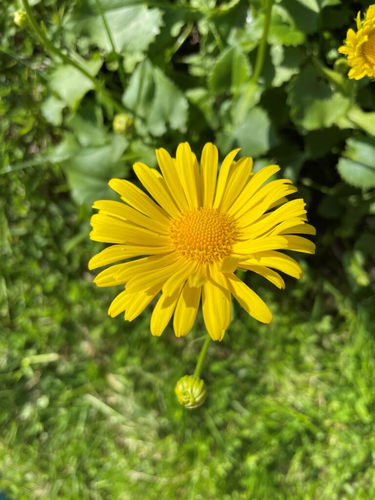 Midsummer flower